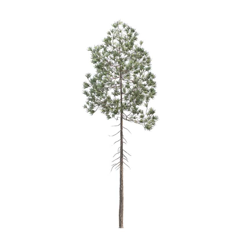 Pinus ponderosa - Pinus 03